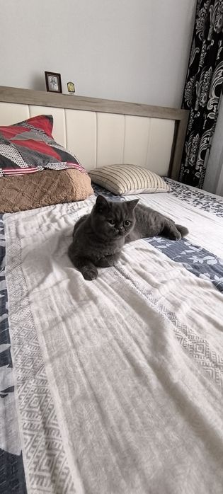 Pisica british shorthair
