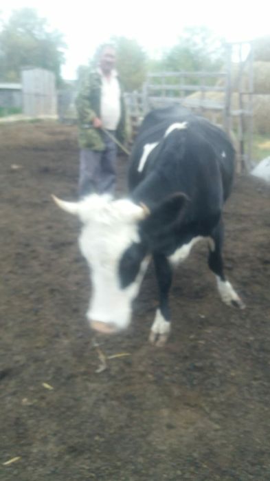 Продам первотёлку 650 000т.