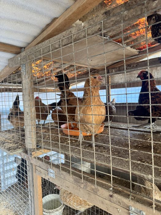 Borodatiylar sotiladi 2+2 Yosh, endi ishlashni boshlashgan.