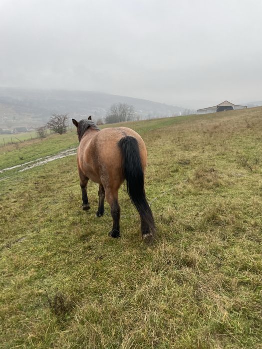 Vand Iapa de 6 ani detalii la telefon
