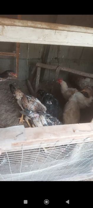 Sotiladi tovu horozlar