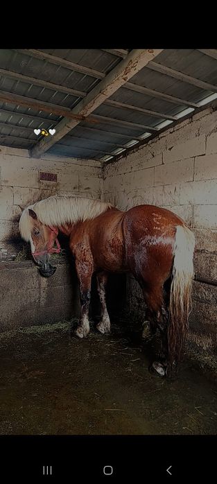 Vând armăsar de 3 ani
