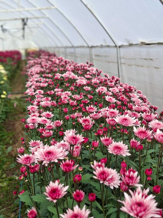 Vand Crizantema en-gros