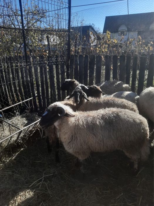 Vand oi carabas doar 3 din ele la alegere