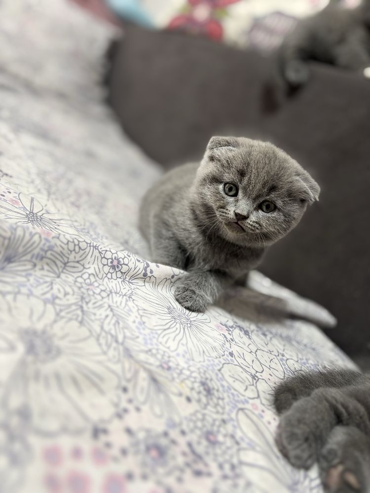 Scottish fold - puiuti