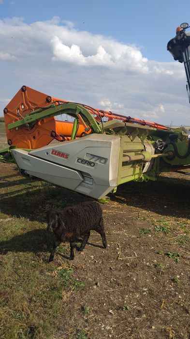 Баран породы Гисар