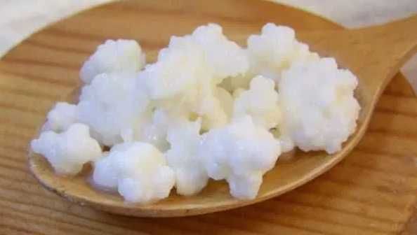 Ciuperca tibetana kefir lapte