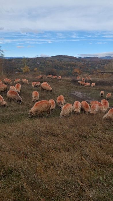 65 de oi de vânzare numai toate