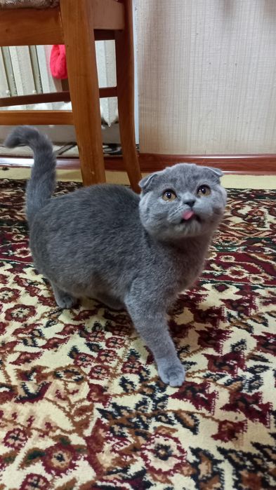 Британская кошка