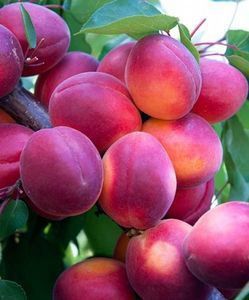 Cais (Cireașa Sunrosso )