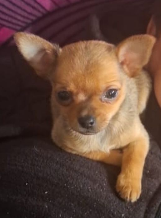Продам щенка чихуахуа