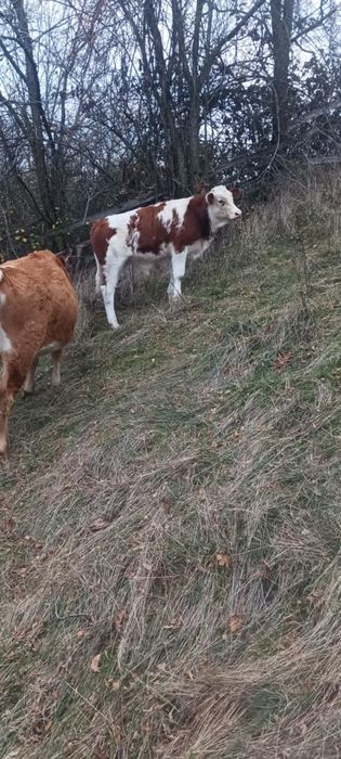 Vând juninci și 2 tăurași