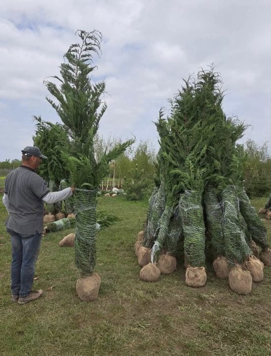 Tuia Leylandii Gard viu vesnic verde Calitate superioara