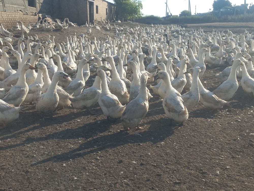 Белые утки кордай