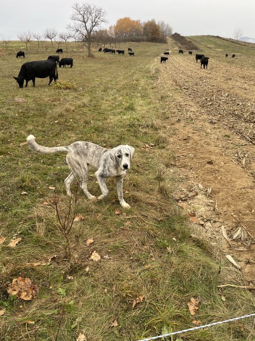 Ciobanesc Asia Centrala