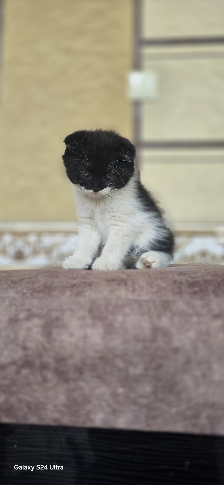 Красивые котята 2 месяца