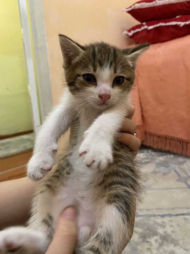 Отдам котят в добрые руки