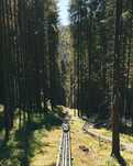 3.3ha Pădure de Stejar in Sălciua Nouă, Herneacova