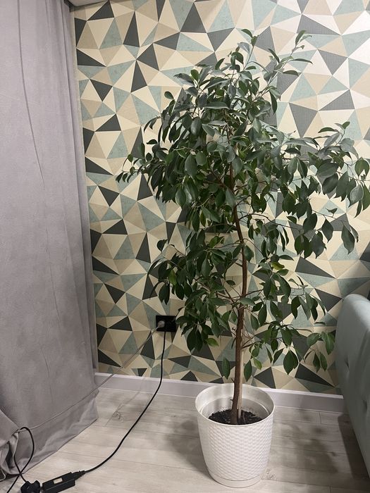 Фикус Бенджамина