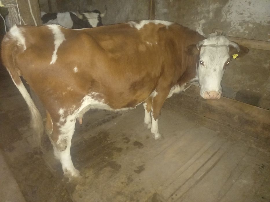 Продам молочную дойную корову