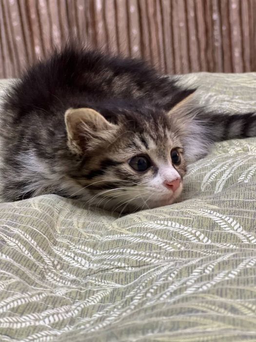 Котёнок , очень ласковая кошечка, Шейла