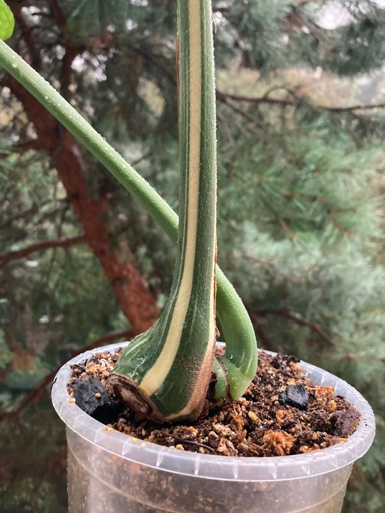 Monstera thai constellation