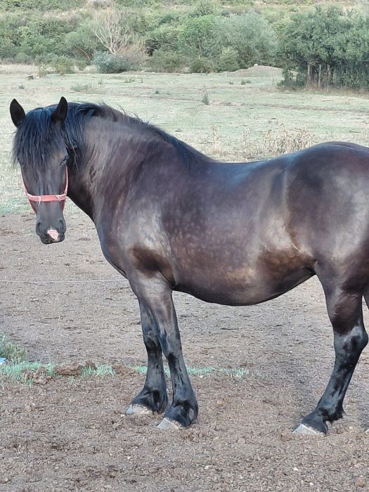 Vând iapa neagra