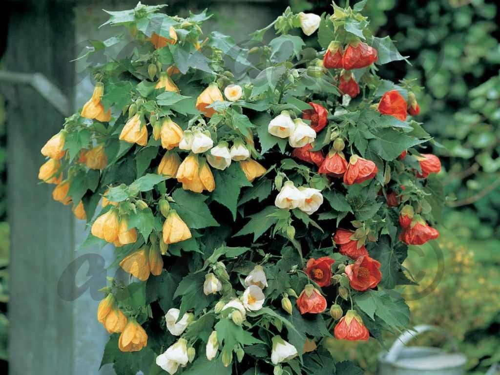 Plic 250 Seminte Abutilon