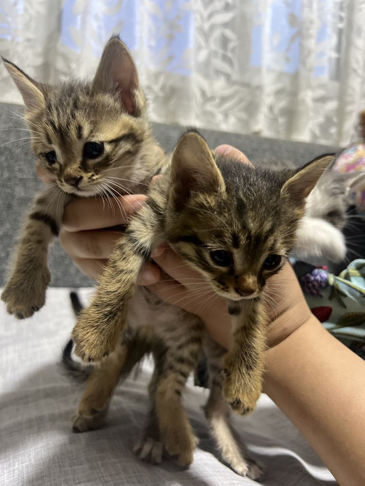 Отдам котят в хорошие руки.