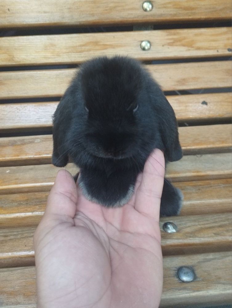 Продаются кролик французский баран