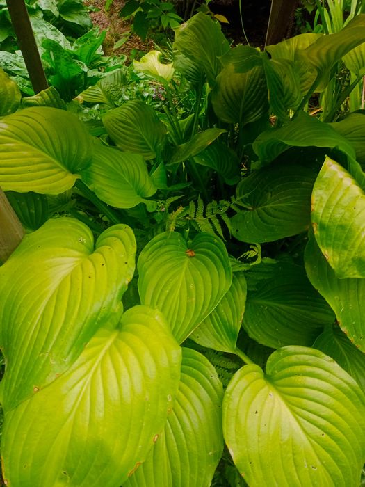 саженцы орехов, Хоста (Функия), папоротники, ландыши, Ирисы, пионы