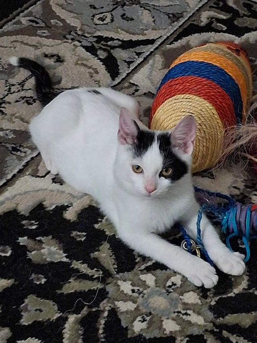 Adoptie motanel 5 luni Bucuresti