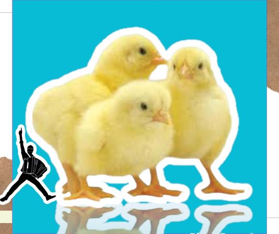 Цыплята бройлеры РОСС 308 суточные оптом отправка во все регионы