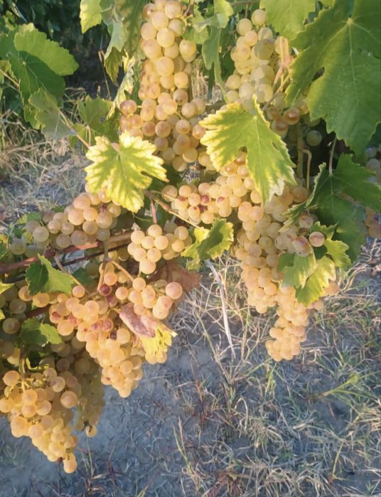 Struguri de vin