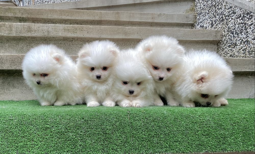 Померан померани мини