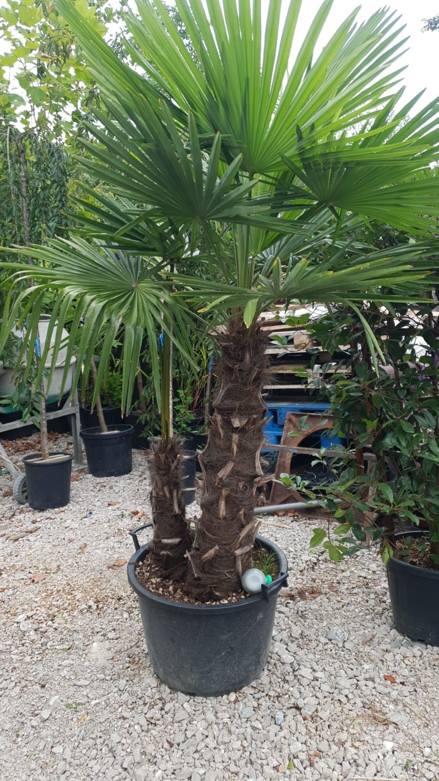 Palmierii rezistenți la îngheț trachicarpus Fortunei