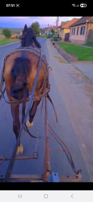 iapă de 9 ani județul Sibiu comuna alțna
