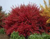 CYTISUS "BOSKOOP RUBY" - planta ornamentala