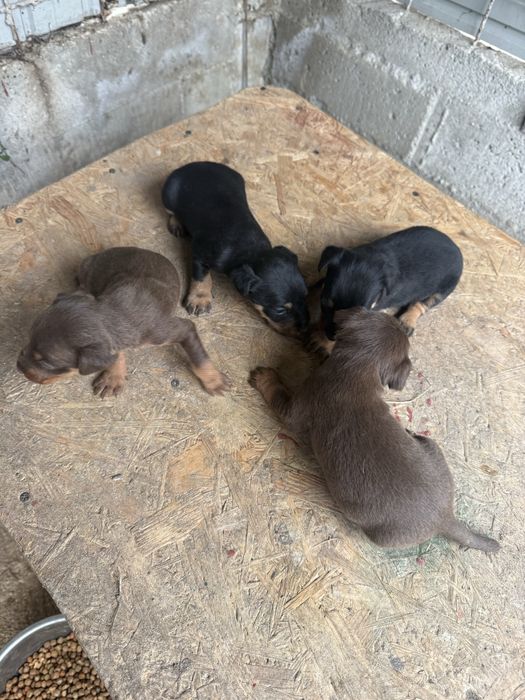 Puppy Jagdterrier / vanatoare