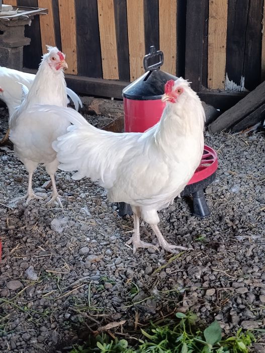 Cocoși  Schijndelaar
