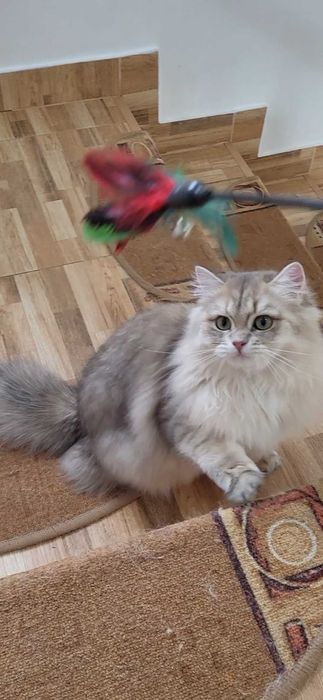 Fetita british longhair blue golden, pedigree, lipicioasa