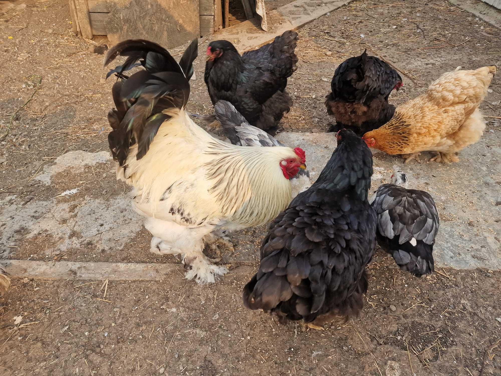 Gaini si cocoș Brahma