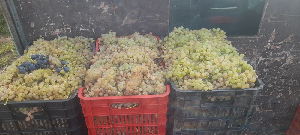 Avem struguri de vin de cea mai analta calitate