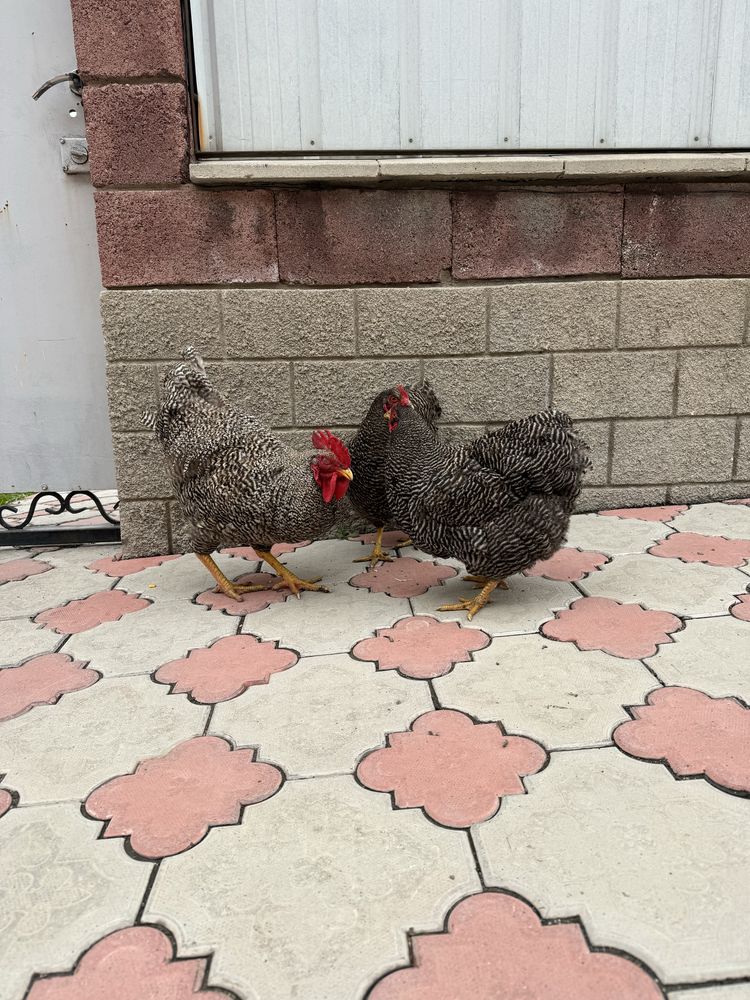 Инкубацонная яица