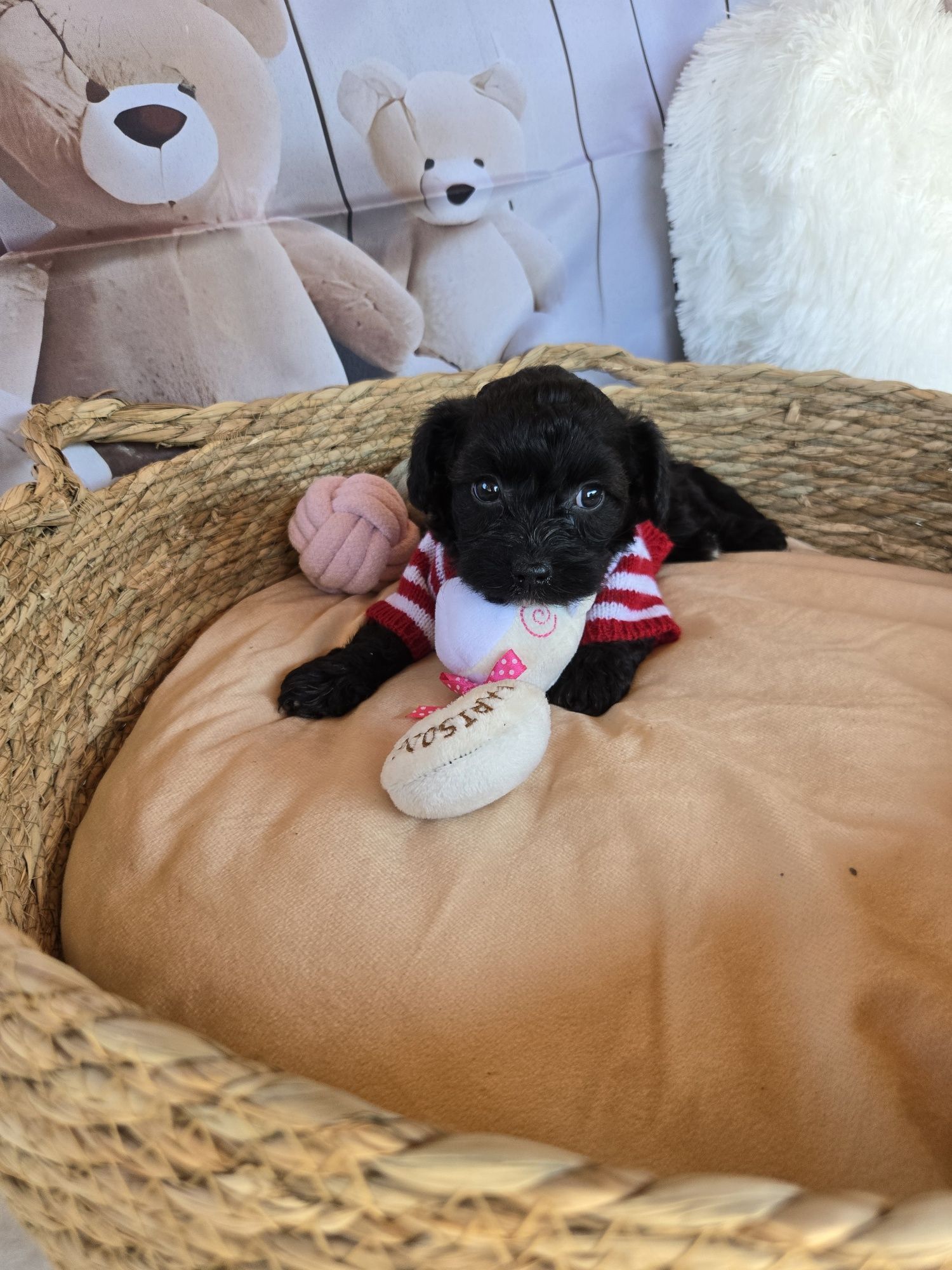 Пудел той Poodle toy Малтипу Maltipoo