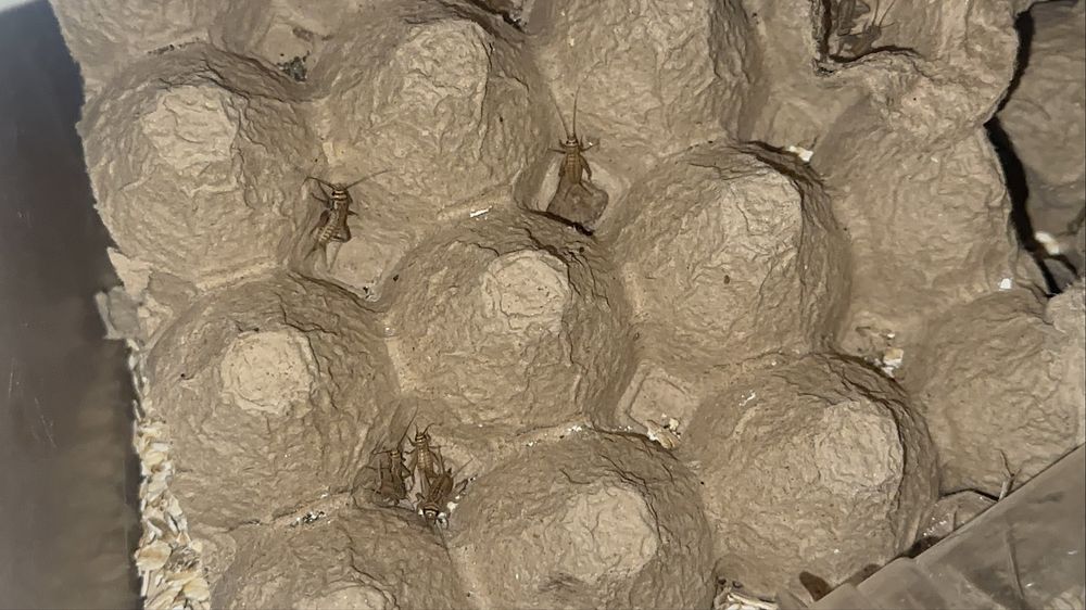 Сверчки 1+см кормовые