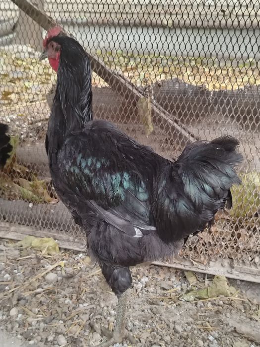 Qorashahzoda jo'ja xo'rozlar sotiladi...