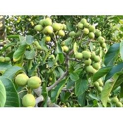 Pomi Fructiferi  nuc Franquette