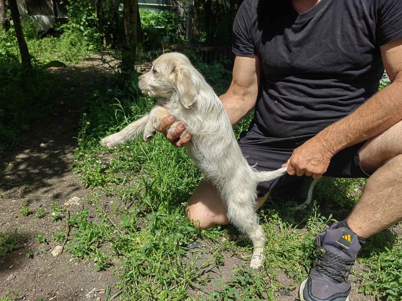 Продавам обучено куче за трюфели