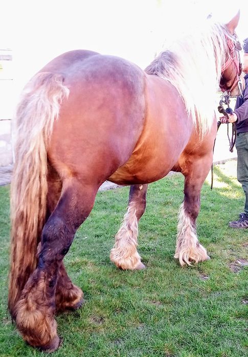 manz 4 luni din cai grei